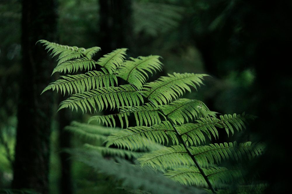 Fern