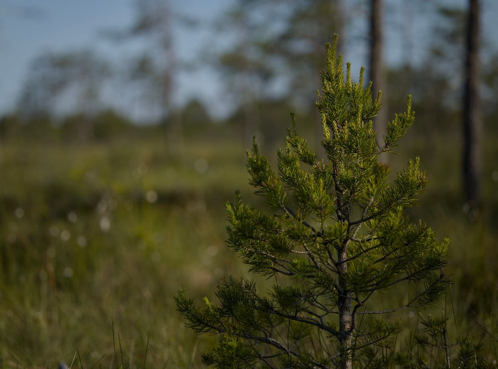 Sapling