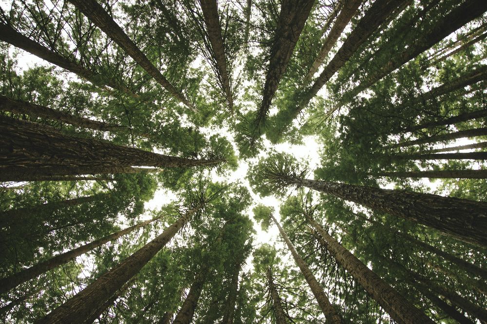 Treetops